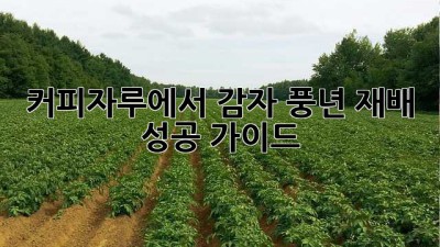 커피자루에서 감자 풍년! 재배 성공 가이드