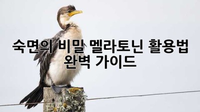 숙면의 비밀, 멜라토닌 활용법 완벽 가이드
